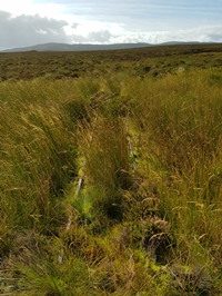 Duchal Moor